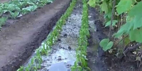 Zašto listovi paprike požute u stakleniku i na otvorenom polju: šta učiniti